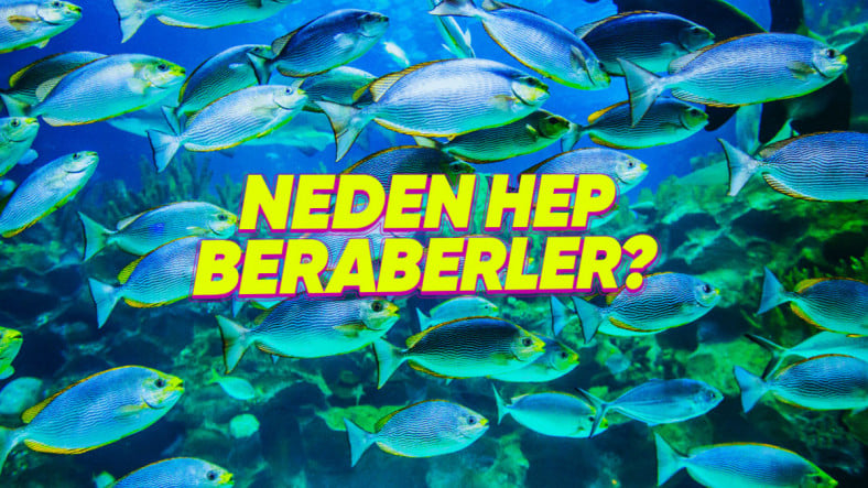 Balıkları Neden Hiç Tek Başlarına Yüzerken Göremeyiz? Kolonileşmeyi Kusursuz Bir Formda Koordine Ediyor Olabilirler!