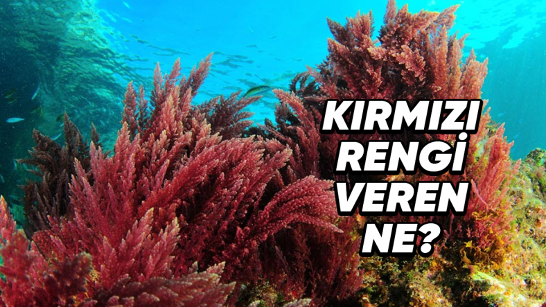 Hemen Hemen Her Bitki Yeşilken Denizlerin Derinlerinde Hayata Tutunanlar Neden Kırmızı?