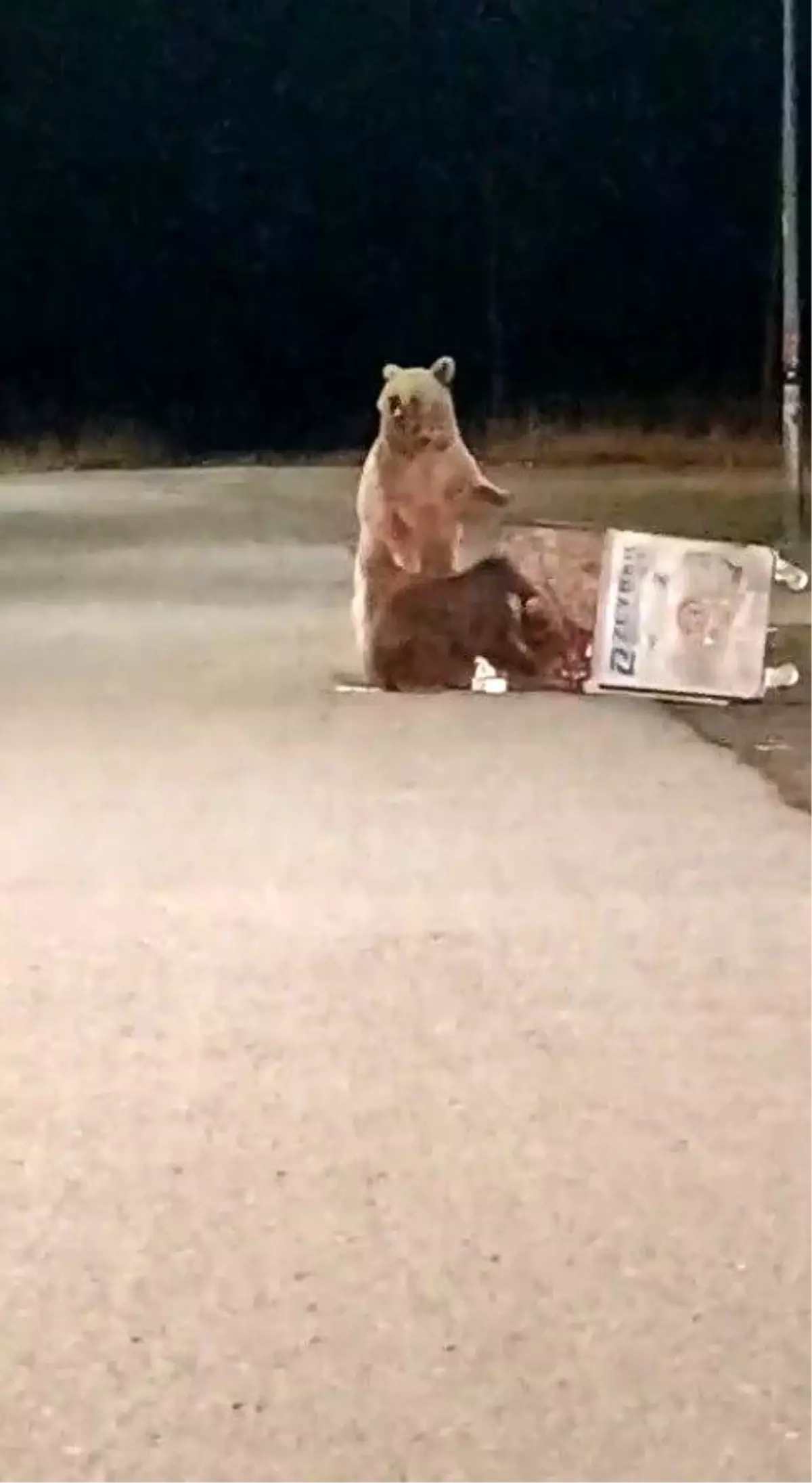 Kars’ta Ayılar Çöp Ararken Görüntülendi
