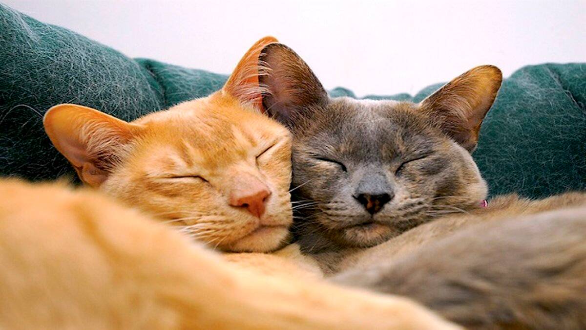 Kedi tüyü kıyafetlerinizde kâbus olmasın! İşte profesyonel çözümler!