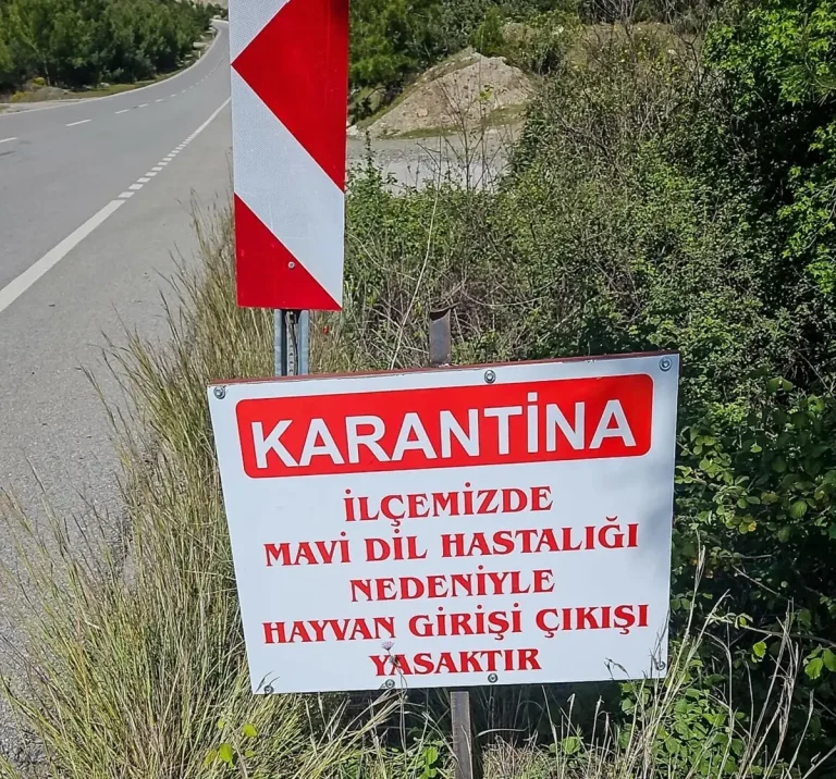 Datça’da ‘mavi dil hastalığı’ karantinası
