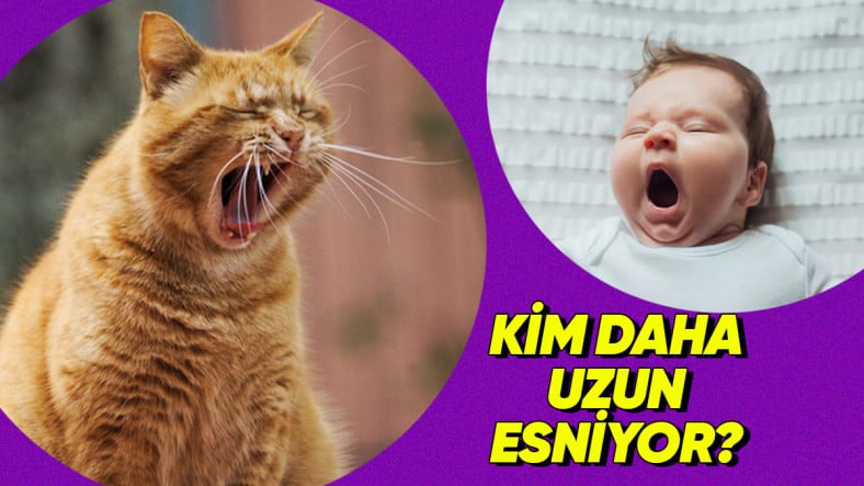 Esneme Müddeti Beynin Ne Kadar Büyük Olduğunu Ele Veriyor Olabilir mi? İşte Bilimin Gözünden Enteresan Bir Gerçek!