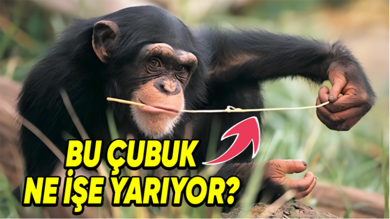 Hayvanlar Sorunlarını Çözebilmek İçin En Fazla Neler Yapabilir? Yiyecek İçin Yerde Top Yuvarlayan Arılar Bile Var!