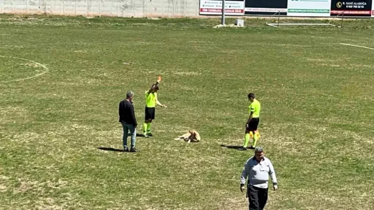 Saha İçindeki Köpeğe Kırmızı Kart!